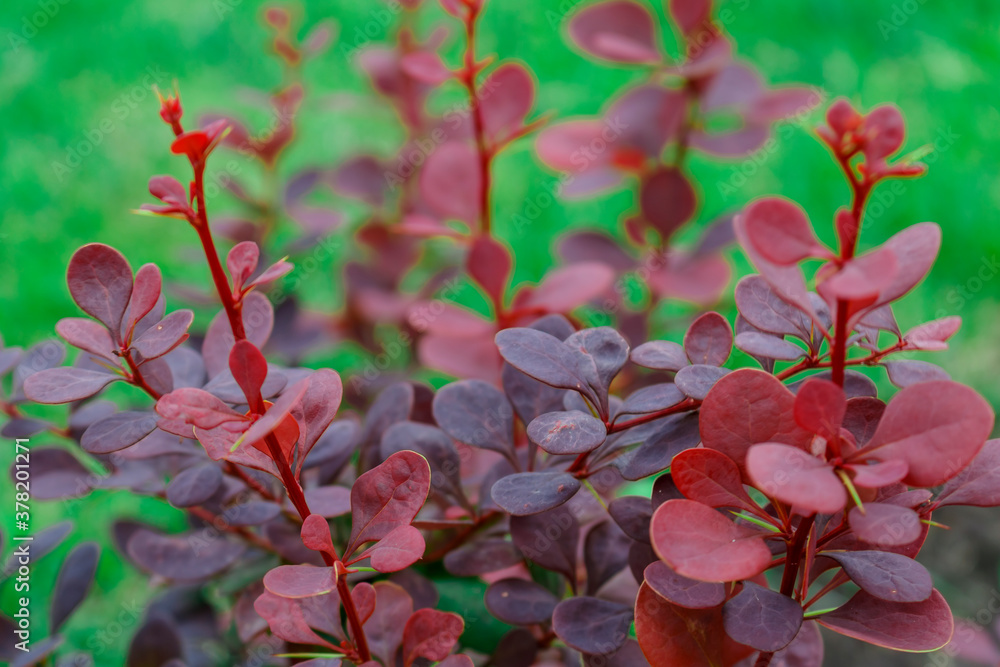Red barberry branches on a green background Red barberry branches on a green background