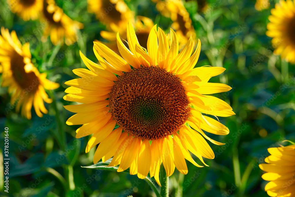 Fototapeta premium sunflower - bright field with yellow flowers, beautiful summer landscape in sunset