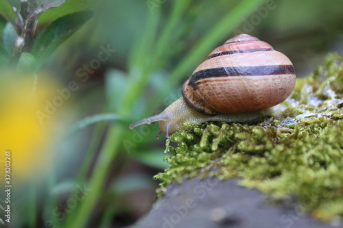 kriechende Schnecke mit Schneckenhaus