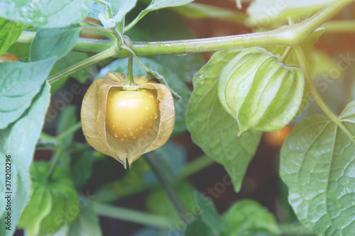 Fresh Cape Gooseberry (Physalis peruviana) Fruit on Its Tree