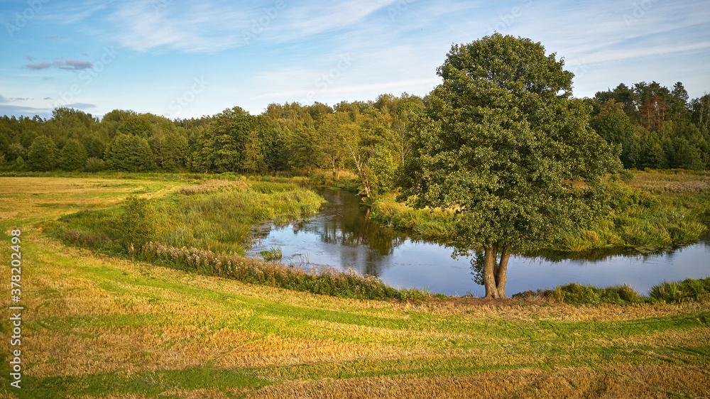 Summer background with alder tree on riverbank. Agriculture fields after harvest