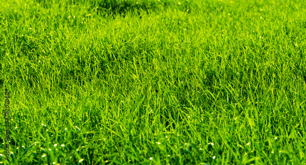 Obraz premium wilde wiese, weite graslandschaft mit kleinen hügeln, monokultur rasenfläche, kleine grashalme mit vielen details, hintergrund und banner oder auch textur und copy space