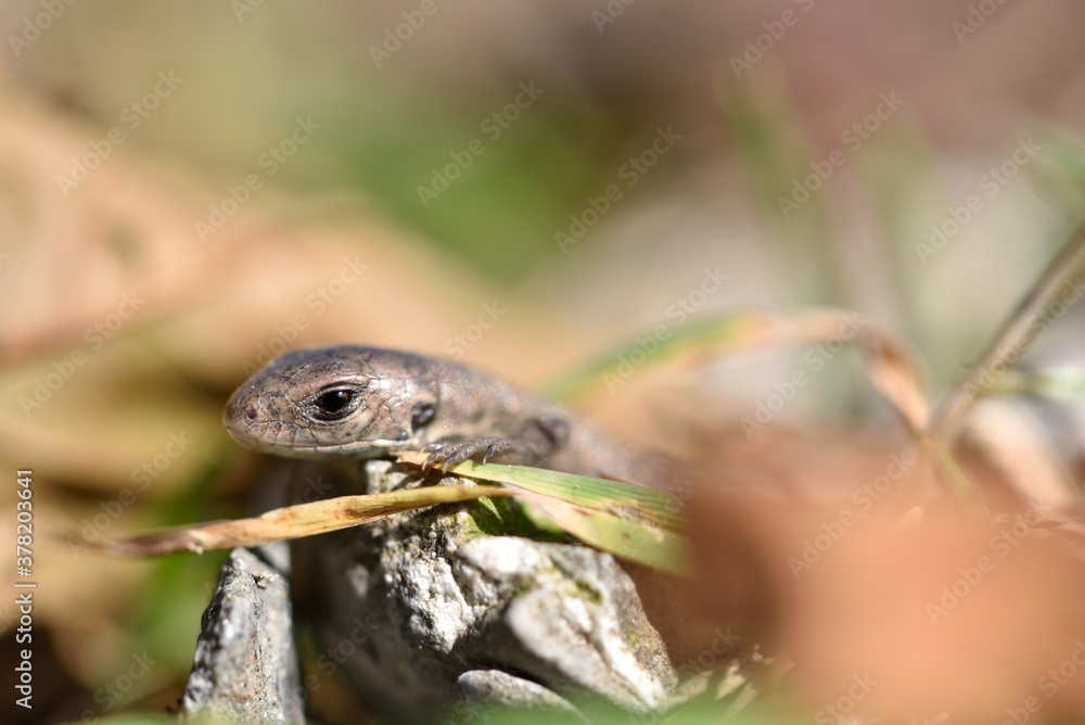Fototapeta premium Lizard sunbathes on stone in an autumn mountain landscape