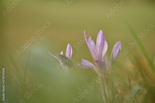 Blurred crocuses on forest meadow in daylight