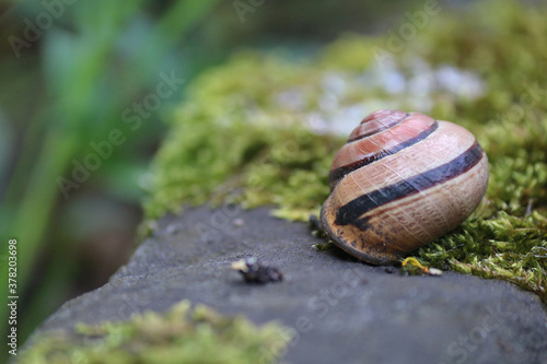 Schneckenhaus im Garten
