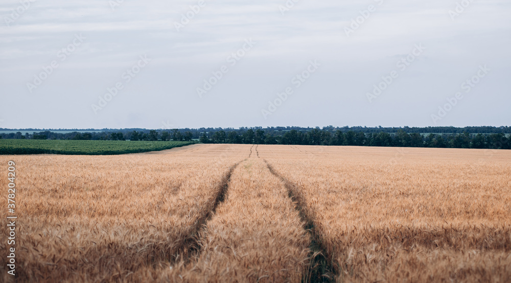 Field with spikelets of ripe wheat