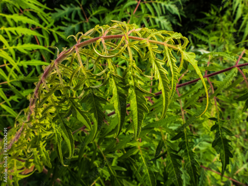 RED FERN IN THE GARDEN RED FERN IN THE GARDEN