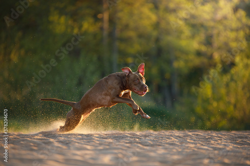 dog on the beach. Active pit bull terrier runs on the background of the sea