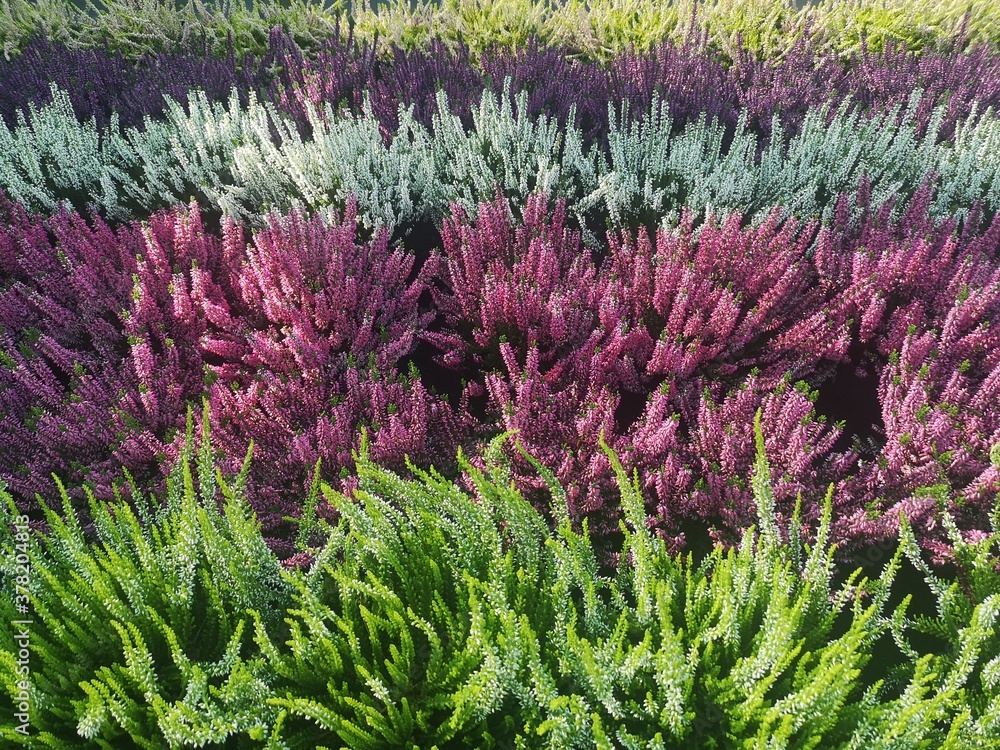 multicolour heather undergrowth acidulous plant multicolour heather undergrowth acidulous plant