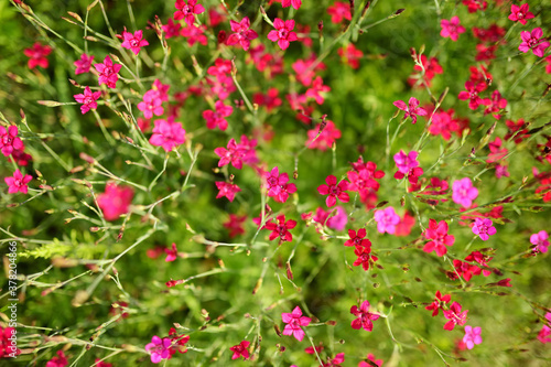 Pink wild carnation flowers on a blurred green background. Summer season.