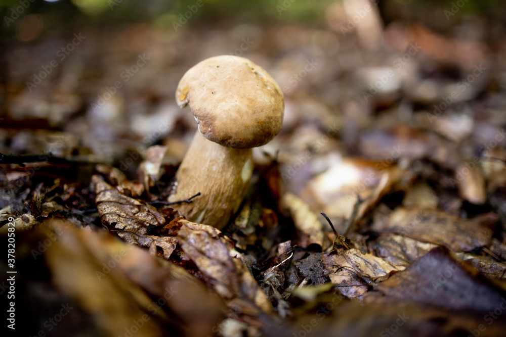 White mushrooms in the woods, on a background of leaves, bright sunlight. Boletus. Mushroom White mushrooms in the woods, on a background of leaves, bright sunlight. Boletus. Mushroom