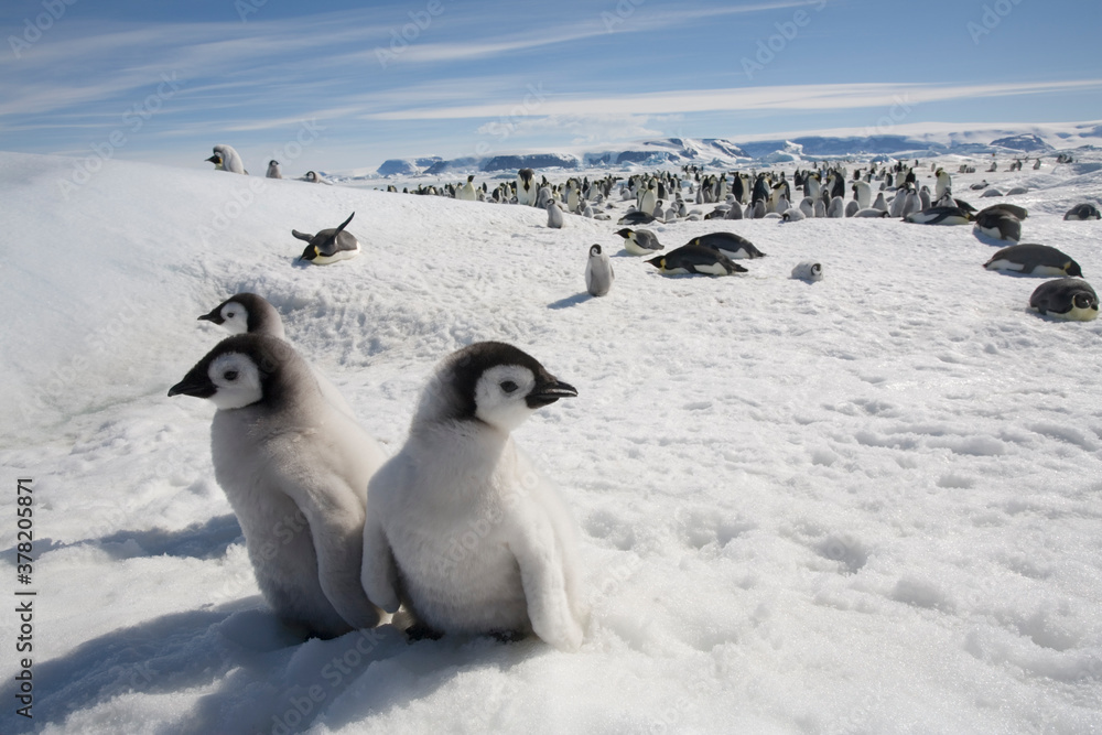 Obraz premium Emperor Penguin Chicks, Antarctica