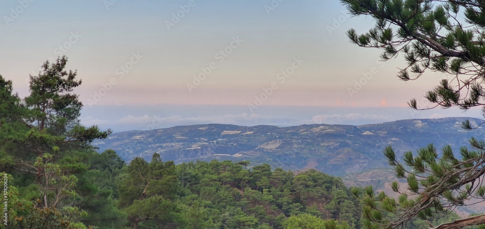 Sunrise in the mountains. Mountain view during sunrise.  Coniferous tree on a background of mountains.