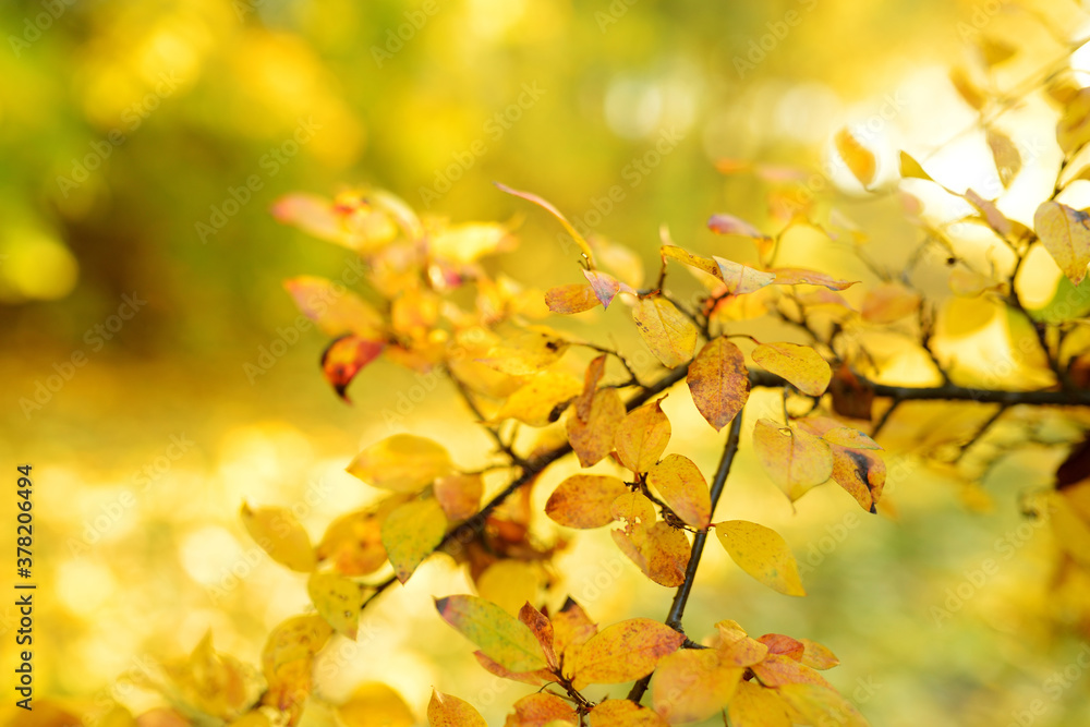 Beautiful golden leaves on a tree branch on autumn day
