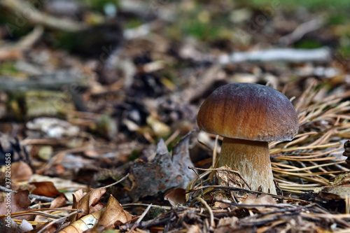 Boletus edulis edible mushroom