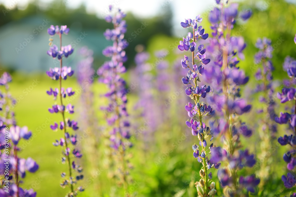 Beautiful purple lupins blossoming on flower bed on summer day. Beautiful purple lupins blossoming on flower bed on summer day.