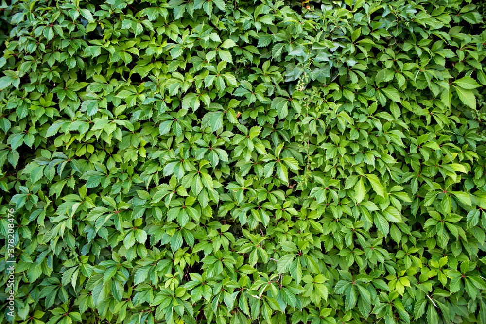 Natural leaves texture of green hedge background. Natural leaves texture of green hedge background.