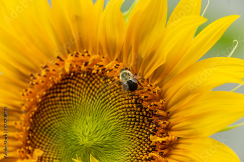 sunflower and bee