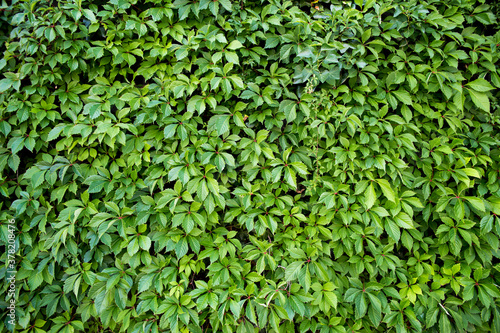 Natural leaves texture of green hedge background.