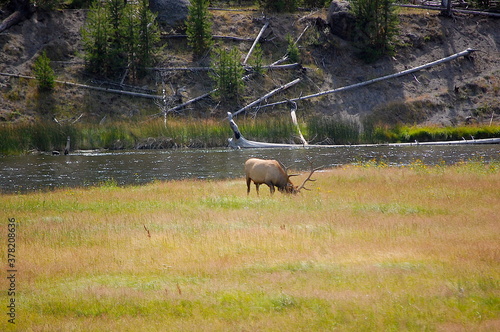 Fototapeta Naklejka Na Ścianę i Meble -  Bull Elk in Yellowstone