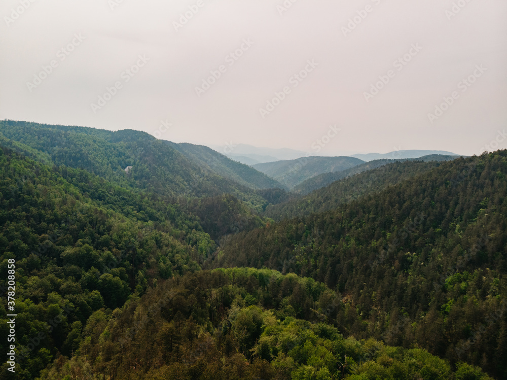 Forest Forest