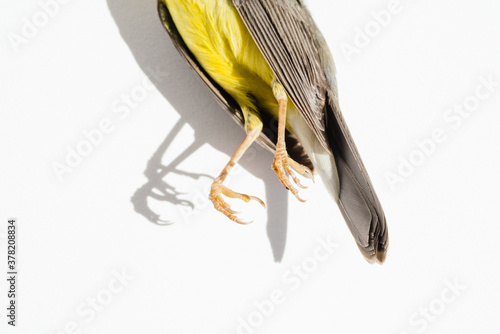 The lower half of a dead bird