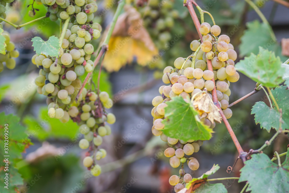 Ripe bunches of white grapes on the vine Ripe bunches of white grapes on the vine
