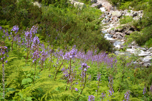 Tatra Mountains flowers Cicerbita alpina growing in Dolina Roztoki.