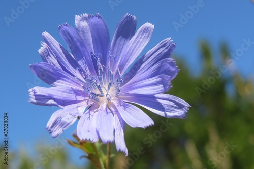 Beautiful chicory flower in the meadow on blue sky background, closeup photo