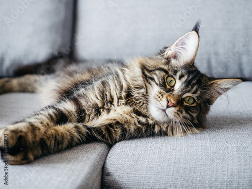 Beautiful 7 month Maine Coon lying on sofa