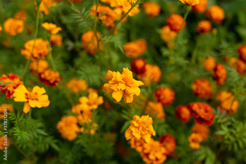 Field of yellow and red flowers. Background of Marigold flowers.