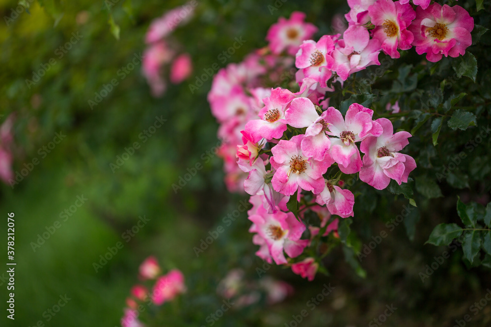 Beautiful pink and white Rosa canina blooms in the garden on a summer day. Selective focus Beautiful pink and white Rosa canina blooms in the garden on a summer day. Selective focus