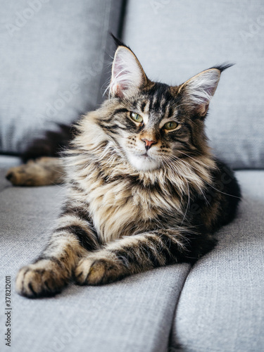 Foto Beautiful 7 month Maine Coon lying on sofa