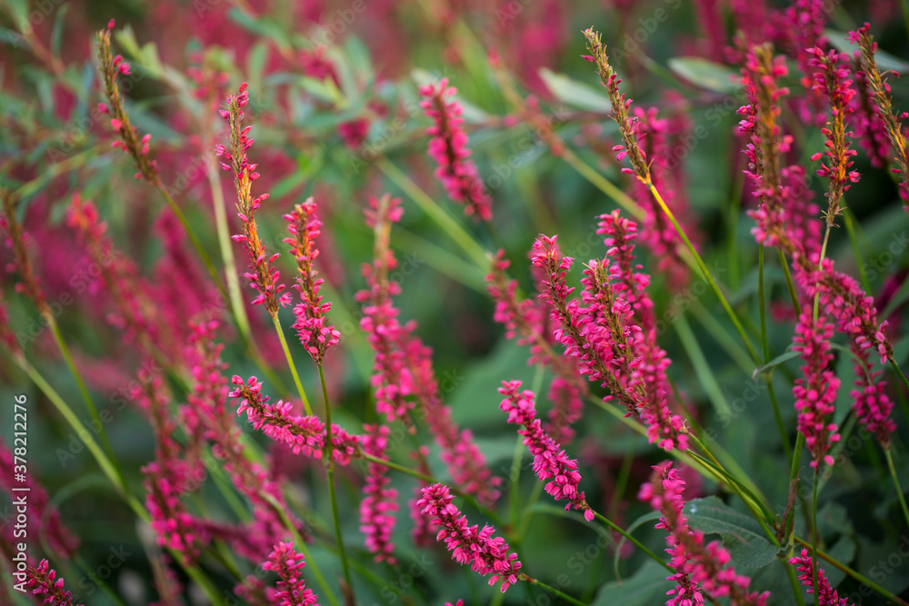 Persicaria Amplexicaulis blooms in the park on a summer day. Closeup, selective soft focus. Persicaria Amplexicaulis blooms in the park on a summer day. Closeup, selective soft focus.