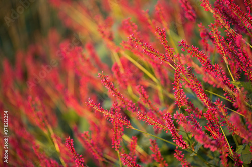 Persicaria Amplexicaulis blooms in the park on a summer day. Closeup, selective soft focus. photo