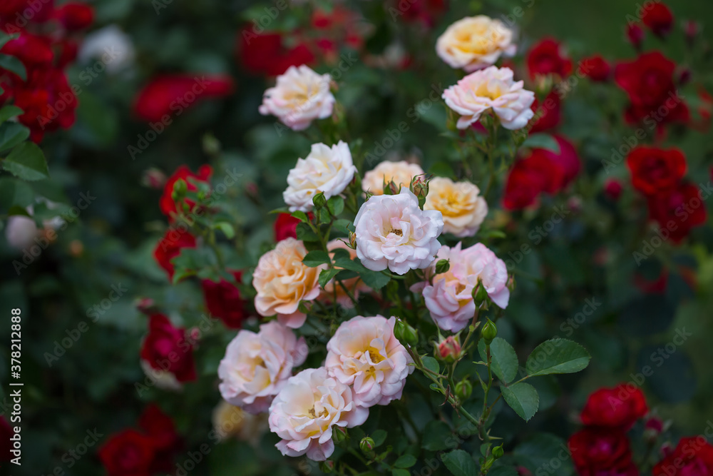 Beautiful roses bloom in the park. Selective focus Beautiful roses bloom in the park. Selective focus