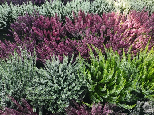 Картината върху платно multicolour heather undergrowth acidulous plant