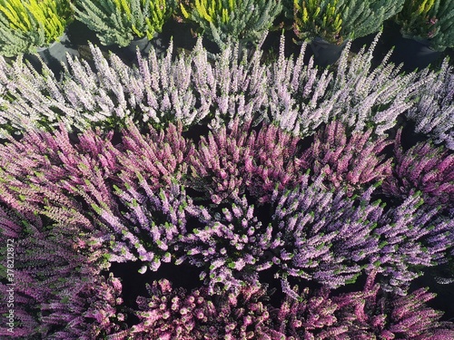 Фотография multicolour heather undergrowth acidulous plant