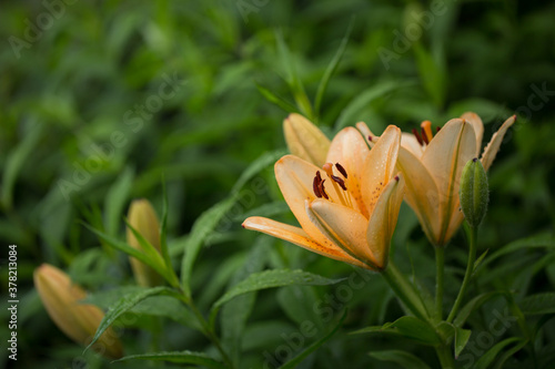 Blooming Lilium in the park on a summer day. Selective focus