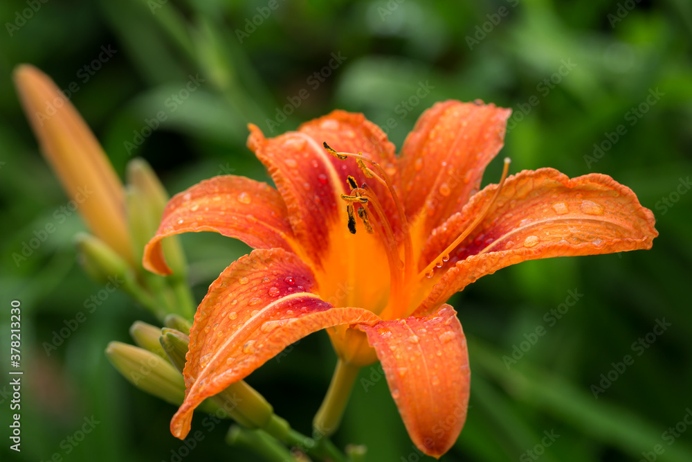 Orange lilium flower close-up with raindrops, selective focus, macro Orange lilium flower close-up with raindrops, selective focus, macro