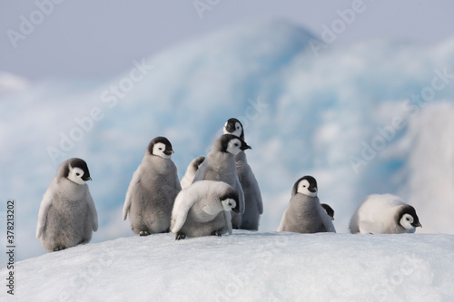 Emperor Penguin Chicks,  Antarctica