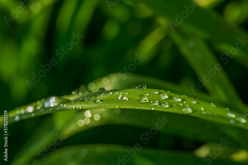 Green grass leaves after rain with drops of water close-up. Selective focus, natural background, texture.