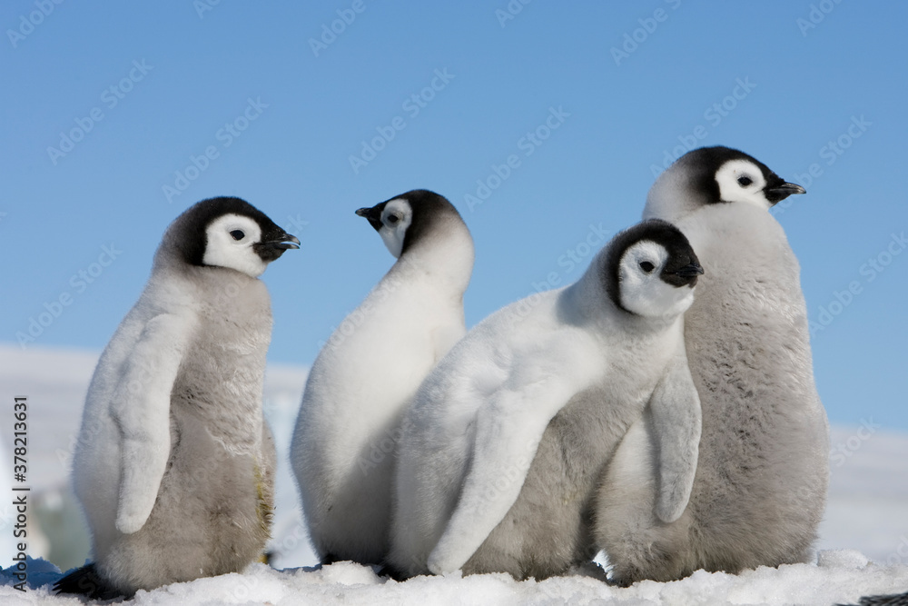 Obraz premium Emperor Penguin Chicks, Antarctica