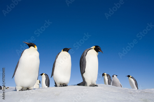 Emperor Penguins,  Antarctica