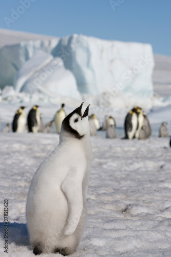 Emperor Penguin Chick   Antarctica
