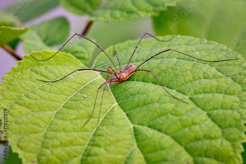  Spider haycous ordinary (Phalangium opilio) waits for prey on the leaves of Gortensia. Macro photo.