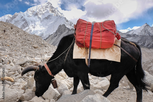 cow in the mountains