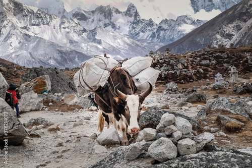 cow in the mountains