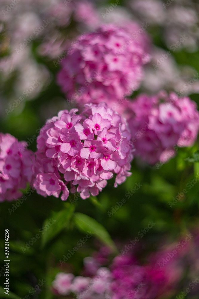 Purple, pink phlox on a summer day. Selective soft focus, shallow depth of field. Purple, pink phlox on a summer day. Selective soft focus, shallow depth of field.