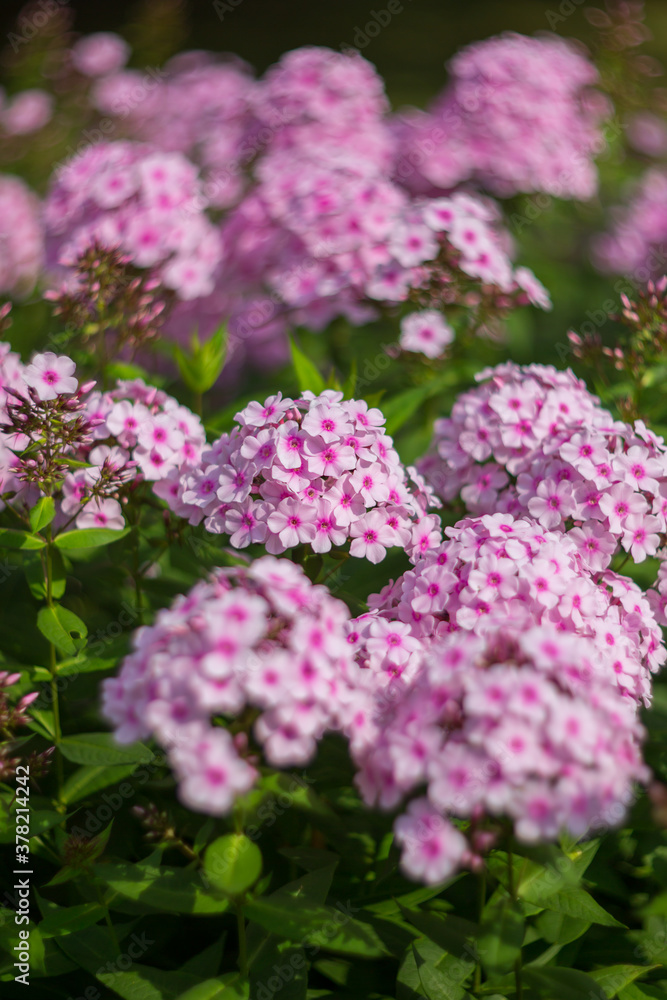 Purple, pink phlox on a summer day. Selective soft focus, shallow depth of field.